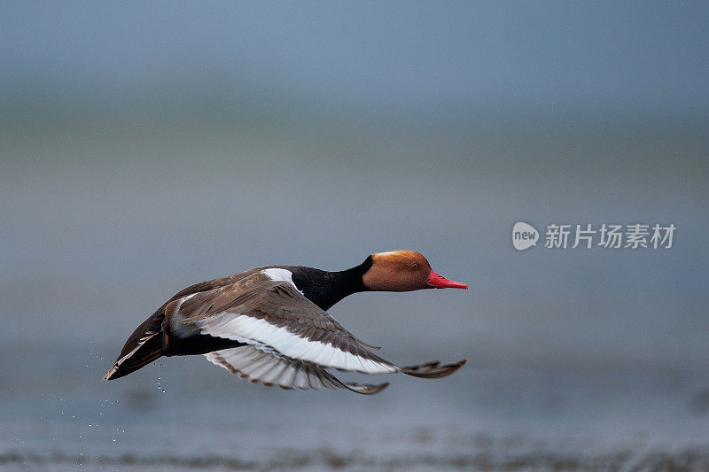 成年雄性红头潜鸭(Netta rufina)